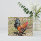 Rooster/Hühner auf einer Farm Postkarte (Stehend Vorderseite)