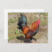 Rooster/Hühner auf einer Farm Postkarte (Vorne/Hinten)