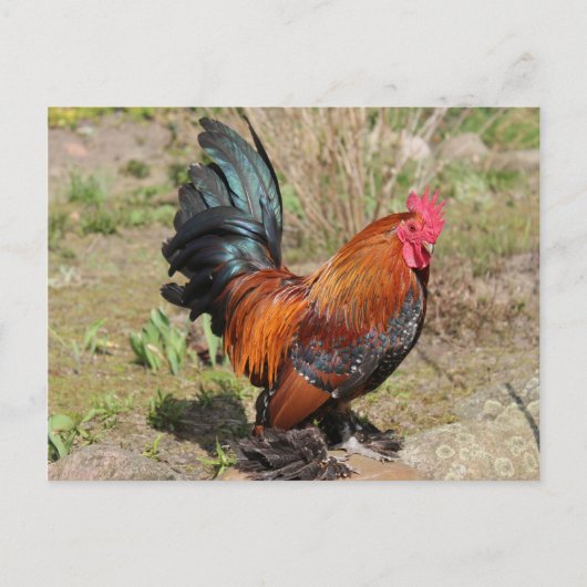 Rooster/Hühner auf einer Farm Postkarte (Vorderseite)