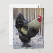Rooster-Hühnermalerei Postkarte (Vorne/Hinten)