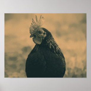 Rooster in Sepia Poster