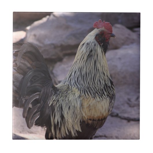 Rooster-Keramik Fliese (Vorderseite)