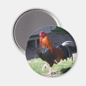 Rooster Magnet (Vorderseite/Rückseite)