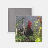 Rooster Magnet (Vorderseite/Rückseite)