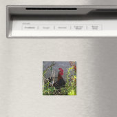 Rooster Magnet (In Situ (Geschirrspüler))