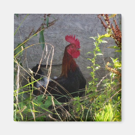 Rooster Magnet (Vorne)