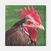 Rooster Magnet (Vorne)