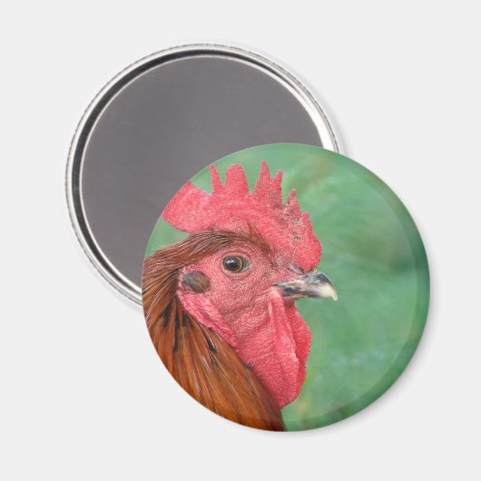 Rooster Magnet (Vorderseite/Rückseite)
