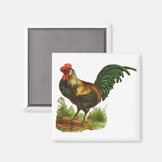Rooster Magnet (Vorderseite/Rückseite)