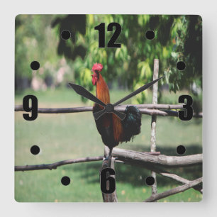 Rooster Morning Quadratische Wanduhr