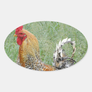 Rooster Ovaler Aufkleber