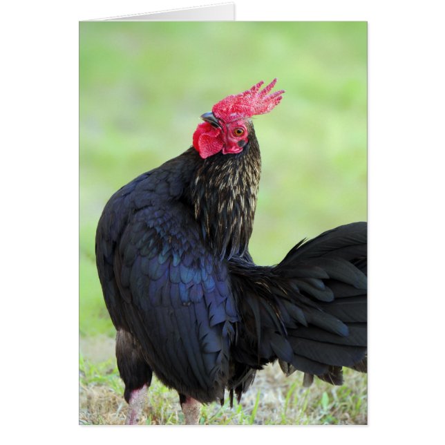 Rooster Portrait (Vorne)