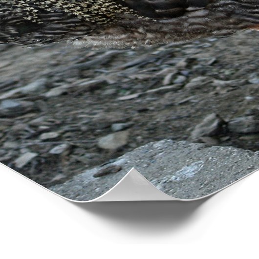 Rooster Portrait Poster (Ecke)