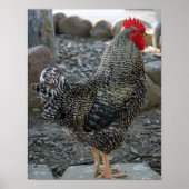 Rooster Portrait Poster (Vorne)