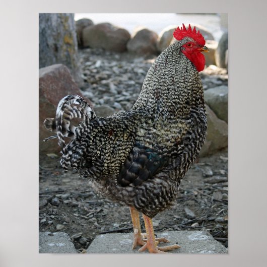 Rooster Portrait Poster (Vorne)