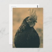 Rooster Portrait Postkarte (Vorne/Hinten)