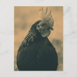 Rooster Portrait Postkarte