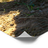 Rooster Poster (Ecke)