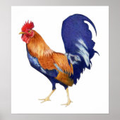 Rooster Poster (Vorne)