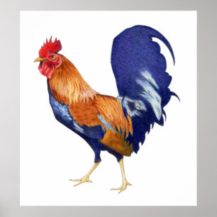 Rooster Poster