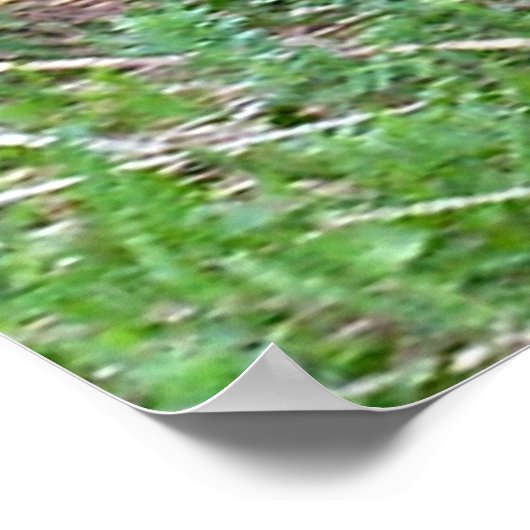 Rooster-Poster laufen Poster (Ecke)