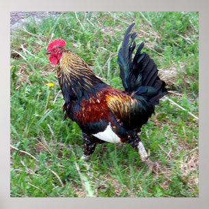 Rooster-Poster laufen Poster