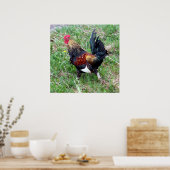 Rooster-Poster laufen Poster (Küche)