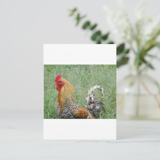 Rooster Postkarte (Stehend Vorderseite)