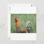 Rooster Postkarte (Vorne/Hinten)