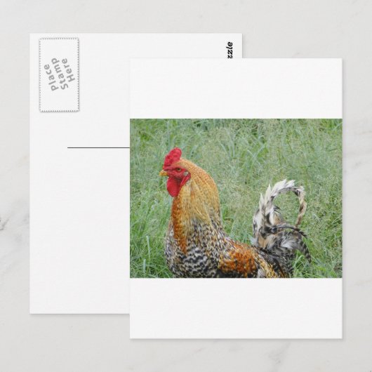 Rooster Postkarte (Vorne/Hinten)