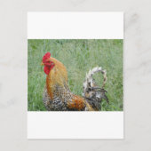 Rooster Postkarte (Vorderseite)