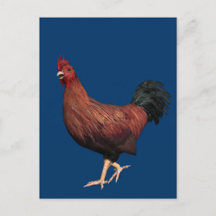 Rooster Postkarte