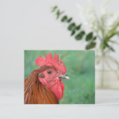 Rooster Postkarte (Stehend Vorderseite)