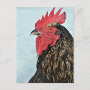 Rooster Postkarte