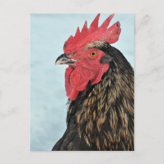 Rooster Postkarte