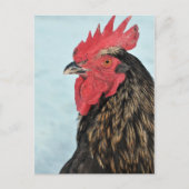 Rooster Postkarte (Vorderseite)