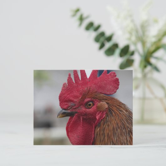 Rooster Postkarte (Stehend Vorderseite)