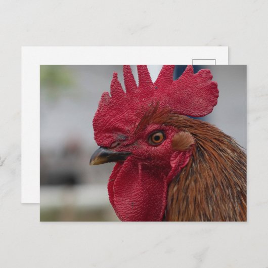 Rooster Postkarte (Vorne/Hinten)