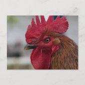 Rooster Postkarte (Vorderseite)