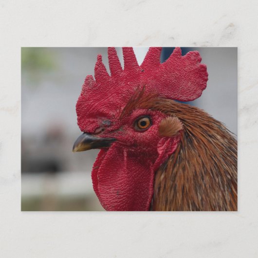 Rooster Postkarte (Vorderseite)