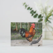Rooster Postkarte (Stehend Vorderseite)