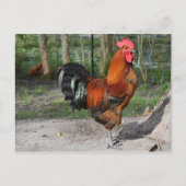 Rooster Postkarte (Vorderseite)