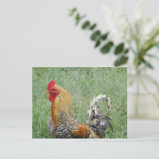 Rooster Postkarte (Stehend Vorderseite)