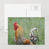 Rooster Postkarte (Vorne/Hinten)