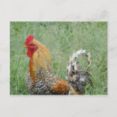 Rooster Postkarte (Vorderseite)