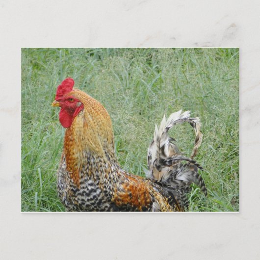 Rooster Postkarte (Vorderseite)