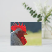 Rooster Postkarte (Stehend Vorderseite)