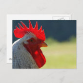 Rooster Postkarte (Vorne/Hinten)