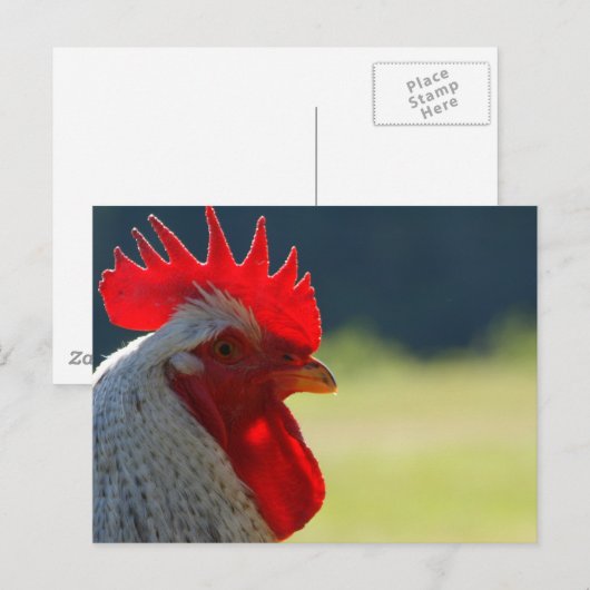 Rooster Postkarte (Vorne/Hinten)