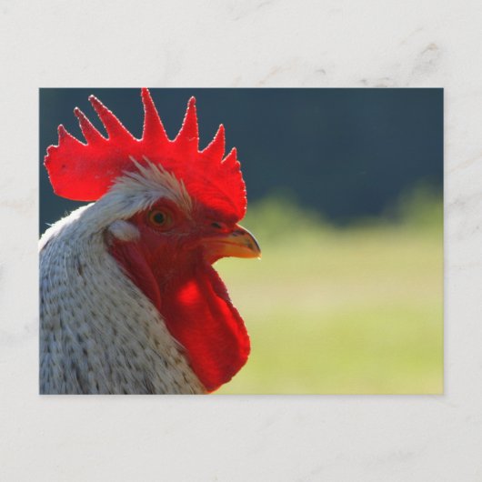 Rooster Postkarte (Vorderseite)
